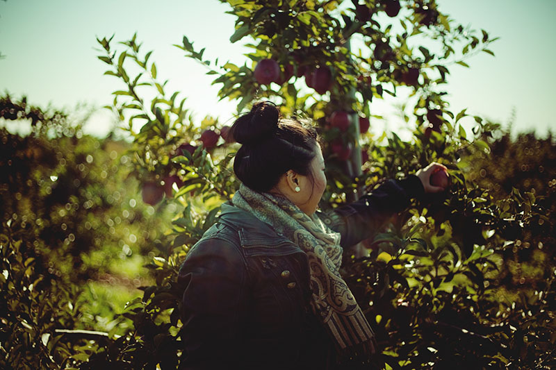 apple-picking