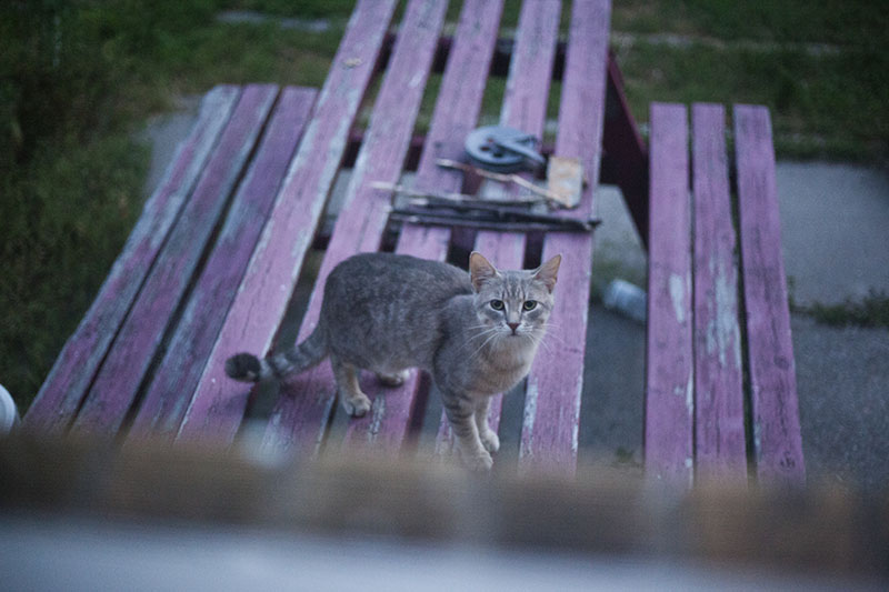 Smitten With a Kitten When a Stray Cat Adopts You
