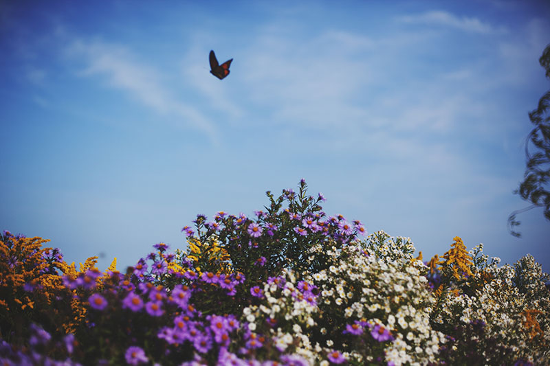 butterfly-flying-above-flowers
