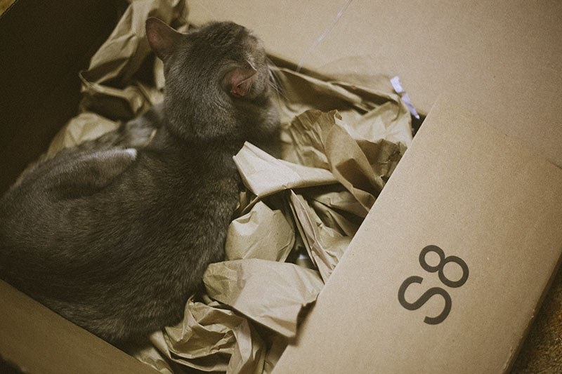 cat-sleeping-in-cardboard-box-packaging-nest