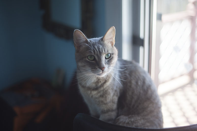 pet-cat-avery-blue-background-looking-cute