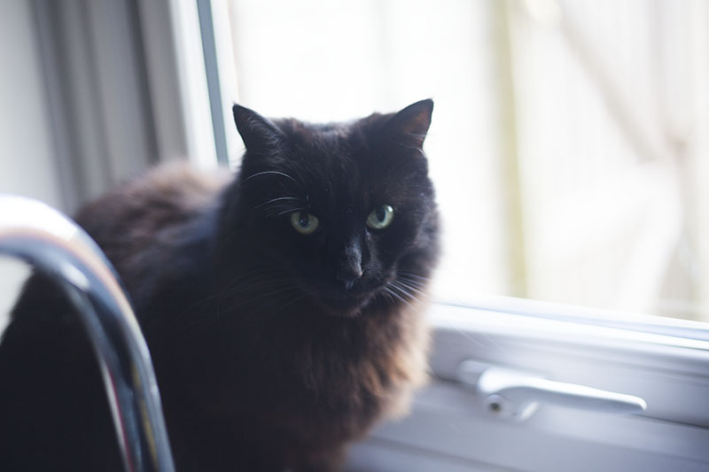 feeding-neighbours-cat-martha-pretty-black-cat