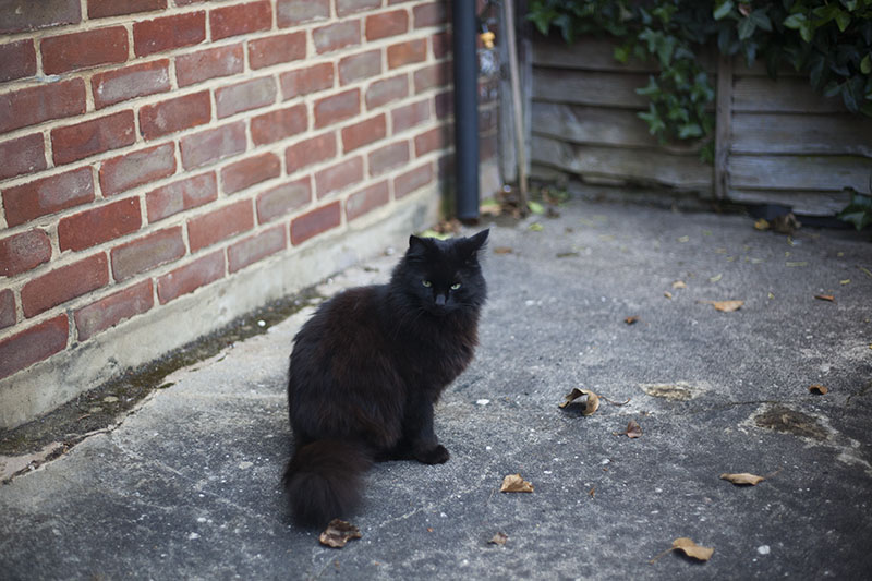 fluffy-cat-driveway-martha-black-fluffy-kitty