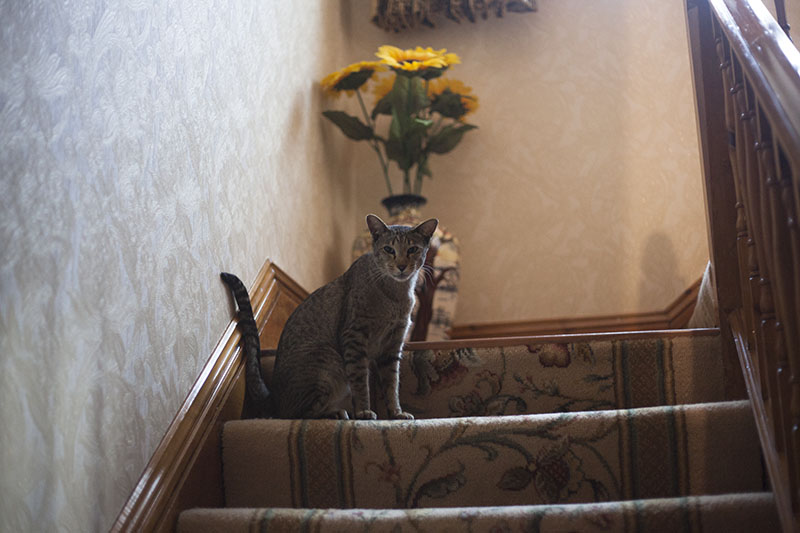 neighbour-cat-sammy-staring-sitting-staircase