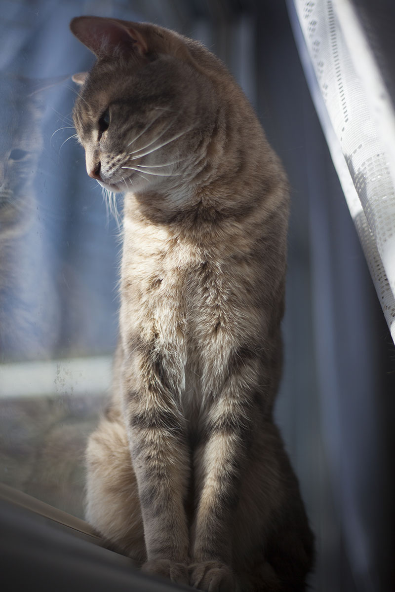 adorable-cat-sitting-by-window-winter-portrait